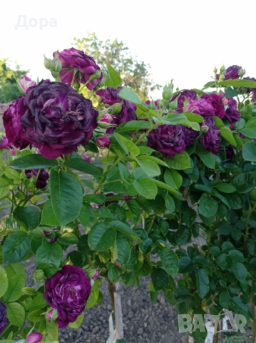 Щамбови рози, собствено производство, цветово разнообразие., снимка 2 - Градински цветя и растения - 51924115