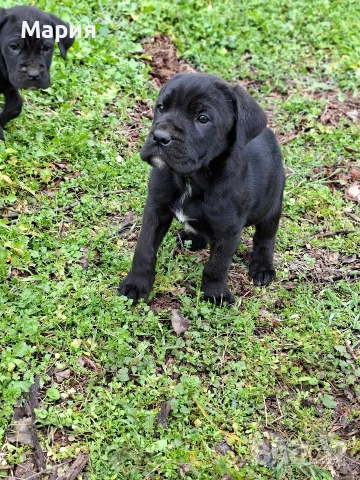 Кане Корсо- Италиано, снимка 5 - Кане корсо - 53401347