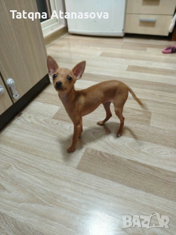 Продавам мини пинчер, снимка 2 - Пинчер - 53878755