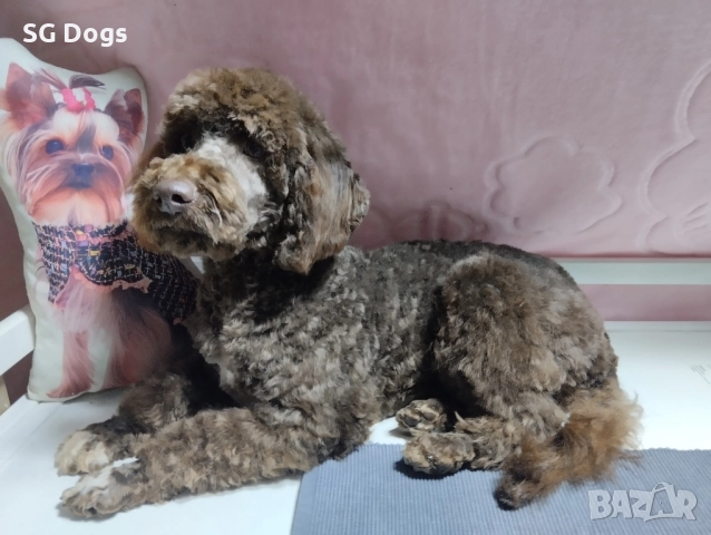 Пудел , снимка 8 - Пудели - 52496562