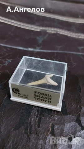 Фосил , снимка 5 - Колекции - 51046476