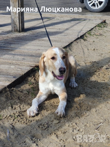 Подарявам куче, снимка 3 - Други - 53582823