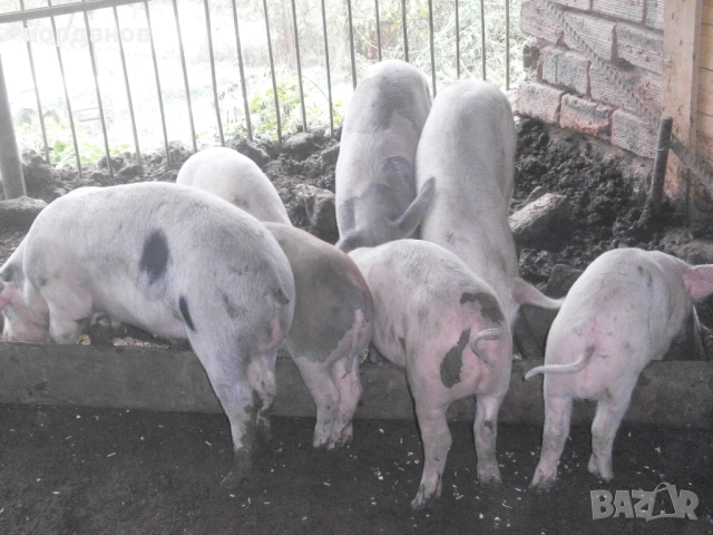 малки прасета, снимка 3 - Прасета - 51960991