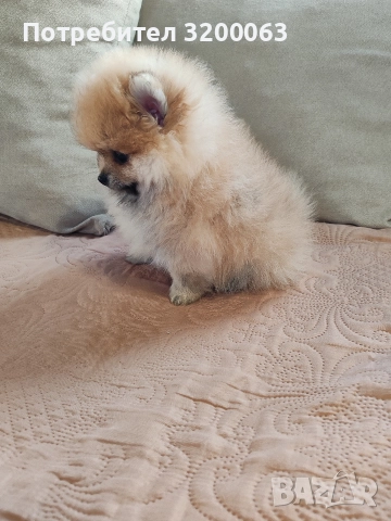 Померан мини мъжко и женско , снимка 18 - Померан - 52826685