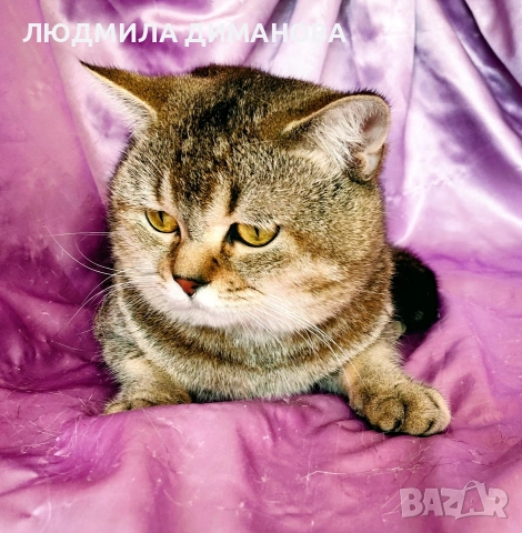 Шотландско мъжко с родословие , снимка 6 - Британска късокосместа - 52998142