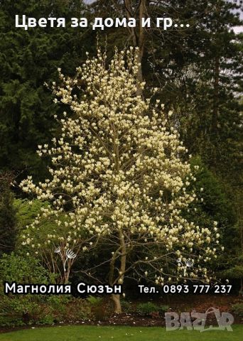 Магнолия (Magnolia) - предлагаме 8 вида., снимка 3 - Разсади - 46565968