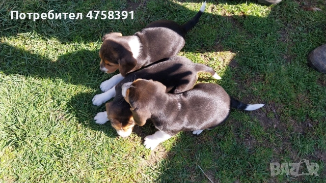 Бигъл Бигълчета , снимка 3 - Бигъл - 53751004