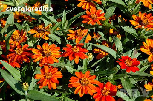 Zinnia angustifolia Mix-Циния, снимка 4 - Градински цветя и растения - 45749583