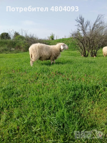 Овен , снимка 2 - Овце - 54271121