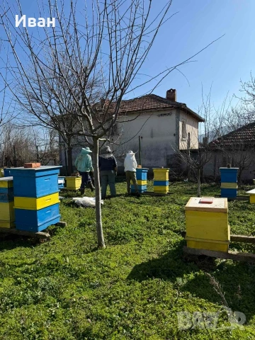 пчелни семейства, снимка 3 - Други животни - 52833092
