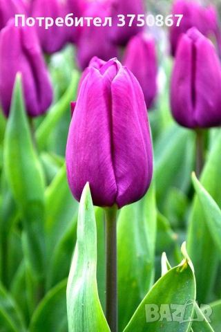 🌷 Лале в саксия (Tulipa), снимка 3 - Градински цветя и растения - 53449560