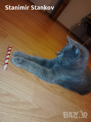 Мъжко Британче, снимка 3 - Британска късокосместа - 53344615