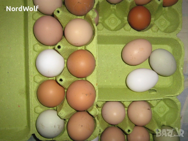 Домашни яйца  0,27 Е/бр, снимка 2 - Домашни продукти - 51048070