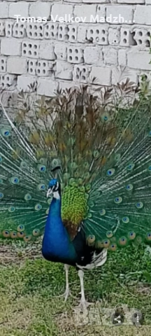 Продавам Чернокрил мъжки паун и индийски женски паун, снимка 2 - други­ - 52818296