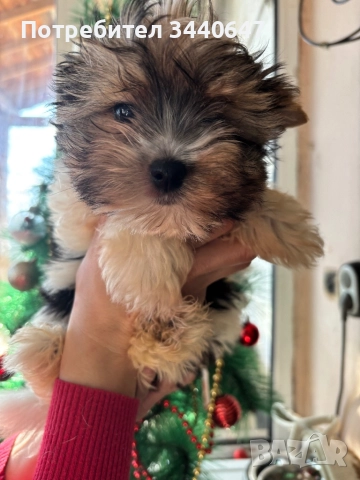 Мъжко йорки бивър, снимка 2 - Йоркширски териер - 52937784