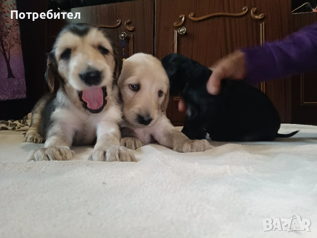 Афганска хрътка, снимка 10 - Хрътка - 51161887