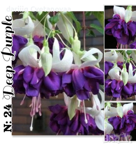 Фуксия за Градинска3.85€ и Каскадна 2.90€, снимка 10 - Градински цветя и растения - 54205891