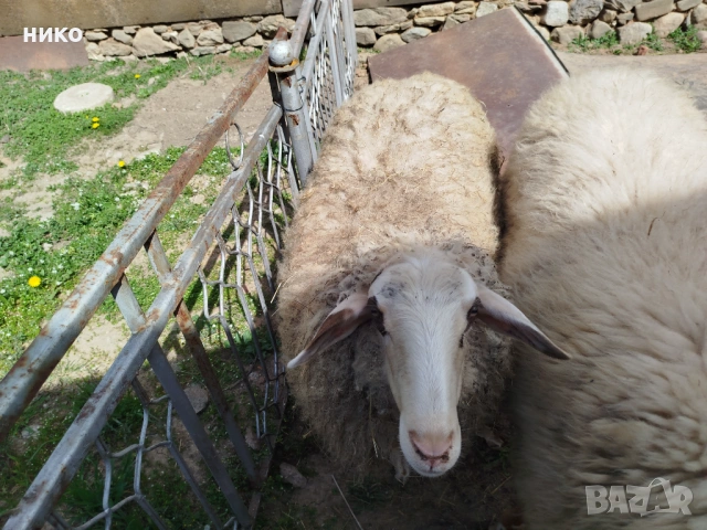 Овца дзвиска 220евро, снимка 2 - Овце - 54297748