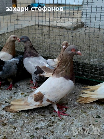 Римски гълъби (Рьомери), снимка 10 - Гълъби - 51181839