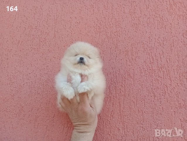 Женски Померан. Реални снимки от 23.02.26 г., снимка 4 - Померан - 53524180