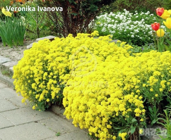 Цветя, снимка 7 - Разсади - 54076484