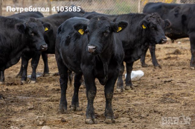Продавам телета и крави порода Абърдийн Ангъс (Блек Ангъс), снимка 2 - Крави - 45824174