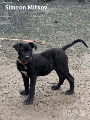 дого канарио на 3 месеца 