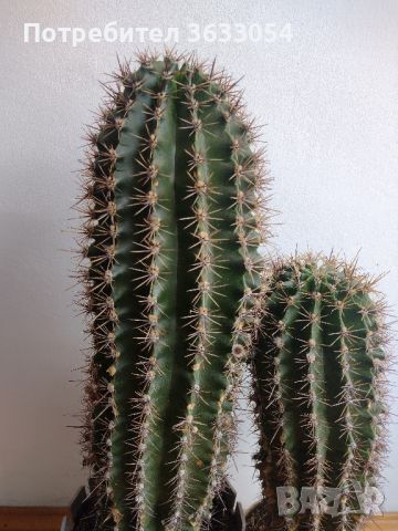 2 бр. кактуси етиолирали ехинопсиси, снимка 3 - Стайни растения - 45794930