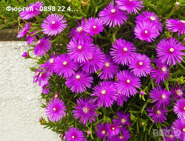  Делосперма лилава / Delosperma Cooperi table mountain / Налични 3 цвята, снимка 8 - Разсади - 49967255