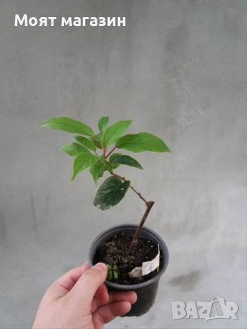 Червено киви, снимка 6 - Градински цветя и растения - 53631551