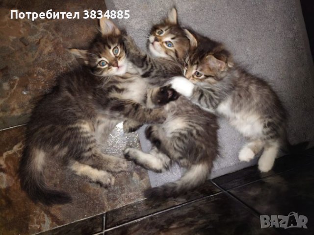 Сибирски горски котенца, снимка 2 - Сибирски - 46395945