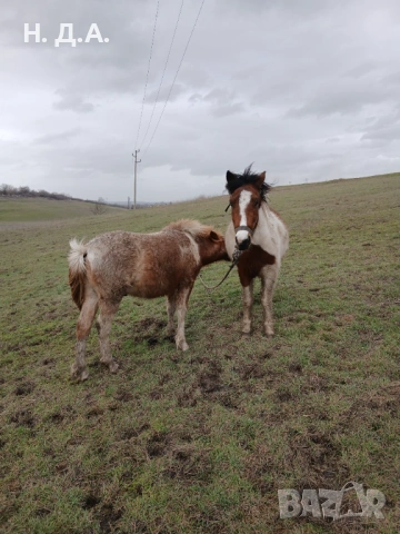 Продава се заплодена кобила с конче