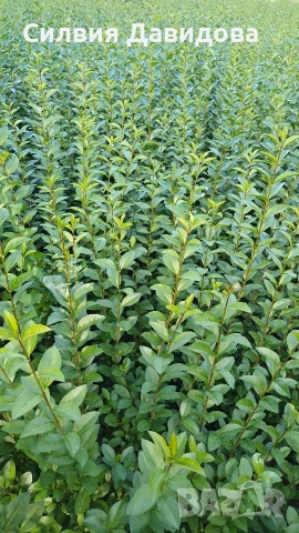 Лигуструм за жив плет , снимка 11 - Градински цветя и растения - 53983947