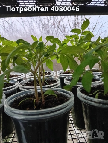 Разсад домати, краставици, тиквички, пипер, люти чушки, броколи, червено цвекло, снимка 3 - Разсади - 53813224