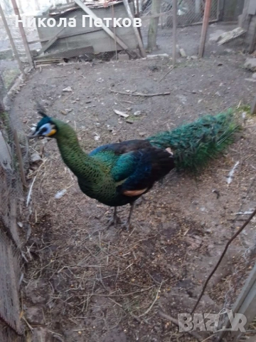 Пауни зелени