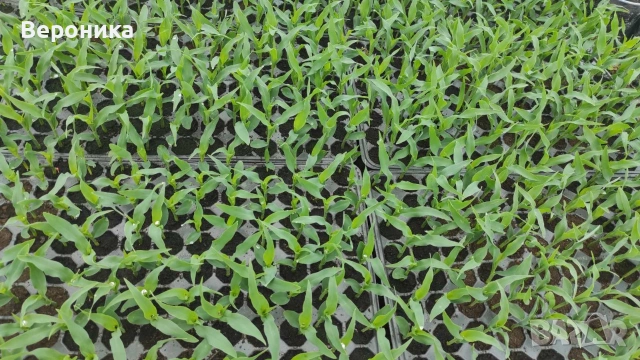 Предлагам разсад сладка царевица сорт Оверланд , снимка 3 - Разсади - 54195134