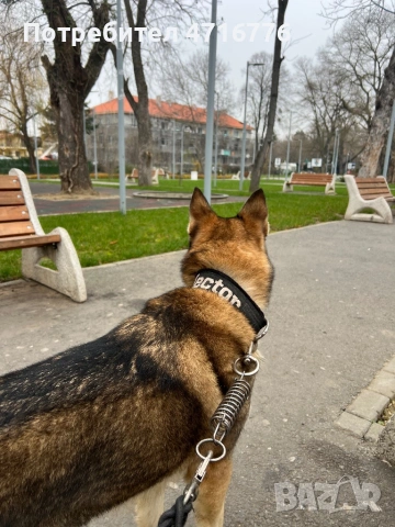 ЧЕХОСЛОВАШКИ ВЪЛЧАК, снимка 6 - Други - 53194940