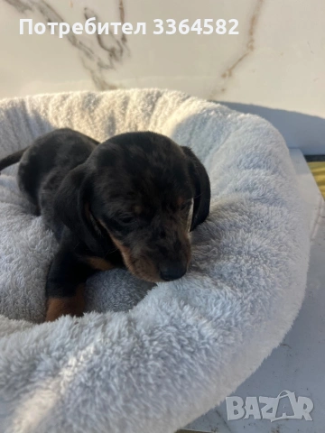 Дакел, снимка 4 - Дакели - 53977935