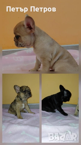 френски булдог -булдочета , снимка 15 - Френски булдог - 51929954