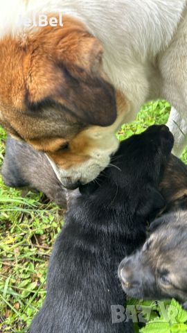 Кученце Кане Корсо Смеска с Алабай с Доставка 60лв, снимка 12 - Алабай - 45728329