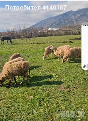 продавам 6бр овце бракувани за клане , снимка 3 - Овце - 53570025
