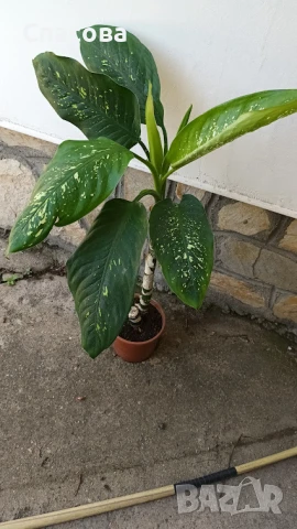 Дифенбахия - стайно цвете