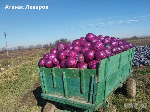 Продавам ЧЕРВЕНО ЗЕЛЕ НА ЕДРО!!!, снимка 7 - Други - 53499847
