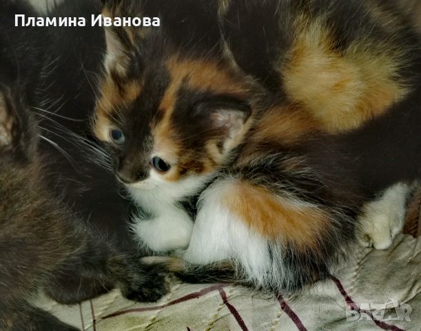 Котенца търсят дом, снимка 4 - Други - 45461844