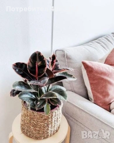 Фикус , снимка 3 - Градински цветя и растения - 53190545