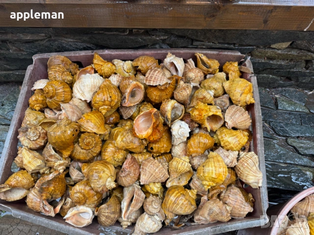 продавам лакирани рапани за домашни потреби и декорация, снимка 9 - Други - 53749150