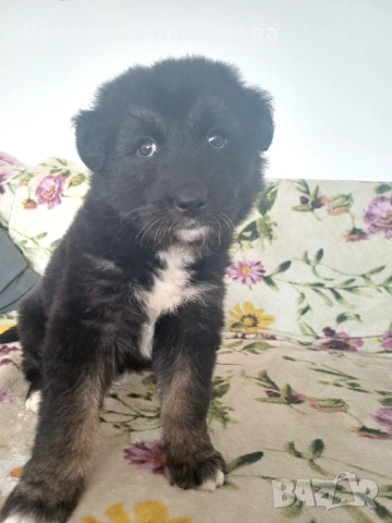 Подарявам кученце , снимка 2 - Други - 53679263