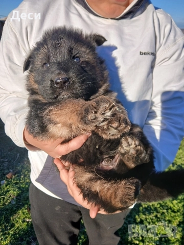 дългокосмести немски овчарки, снимка 3 - Немска овчарка - 52960638