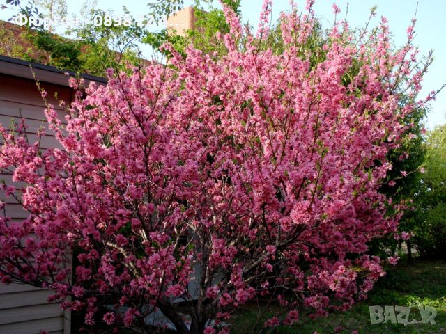 Японска Слива- Prunus triloba Студоустойчива, снимка 2 - Разсади - 45162690