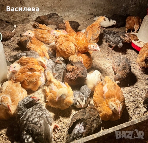 Пилета и пъдпъдъци на различна възраст, снимка 10 - Кокошки и пуйки - 54003824